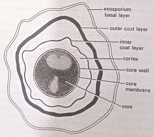 Diagrammatic sketch of the sectioned endospore of a bacillus sp.